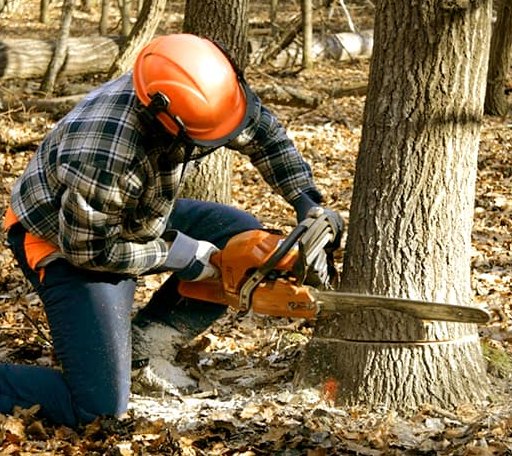 Tree Removal in Deer Island, OR